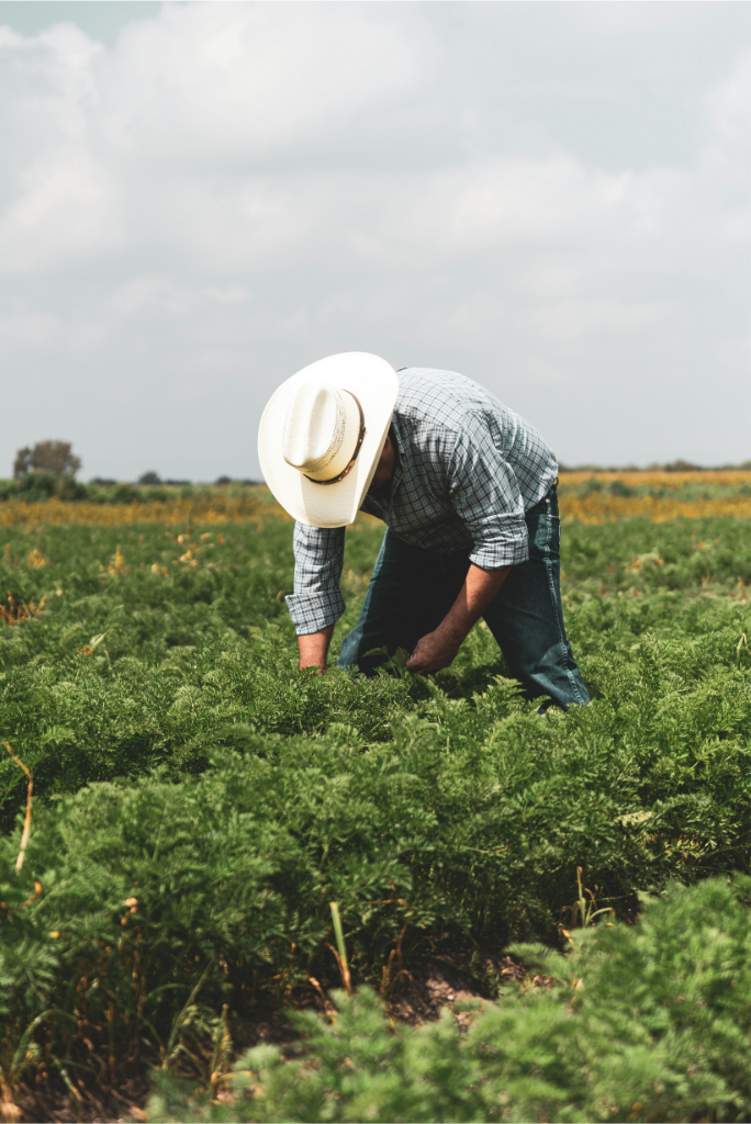 campesino